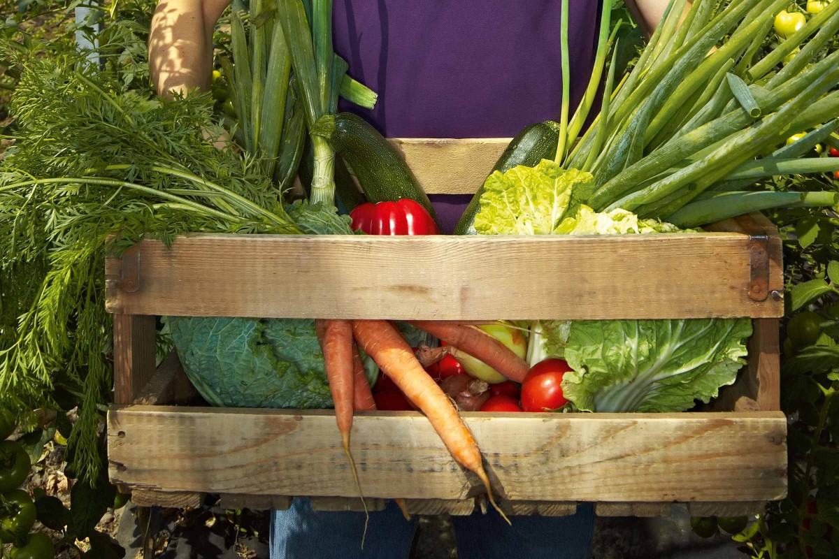 Avantajele consumului de legume cultivate acasa