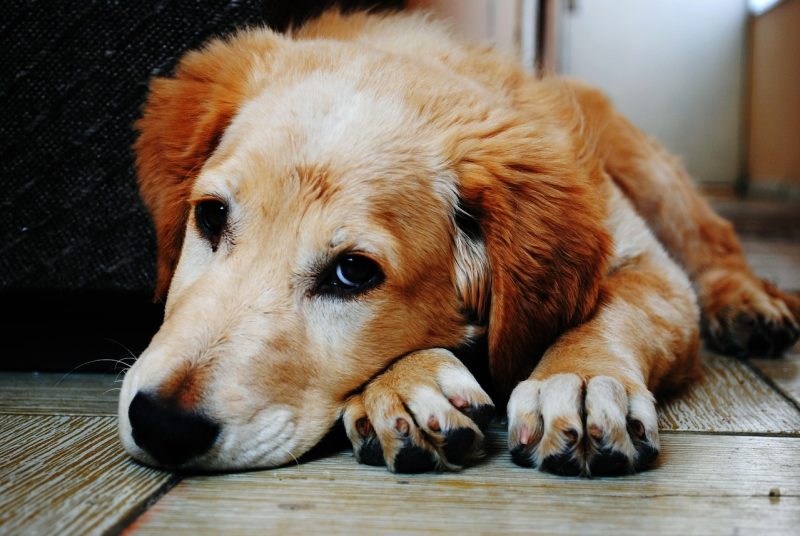 servicii memoriale animale de companei